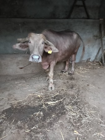 ભેંસ વેચવાની સે