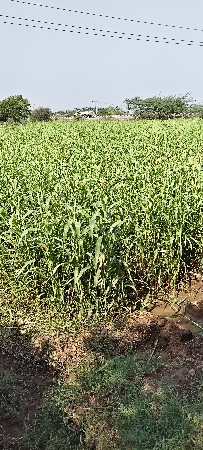 જુવારનો ચારો વેચવાનો છે