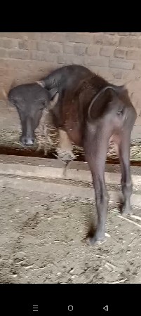 pado વેચવાનો સે