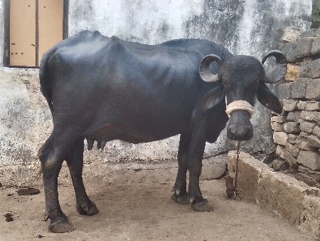 બીજા વેતરમાં ની ખડેલી