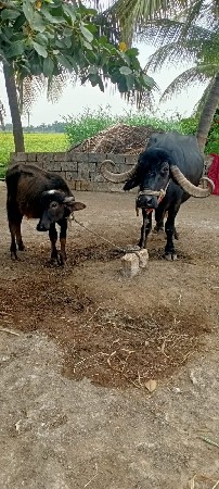 ભેસ વેસવા ની છે