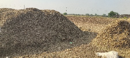 માંડવીનો ભૂકો
