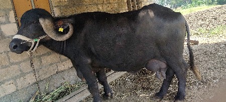 ભેસ વેચવાની છે