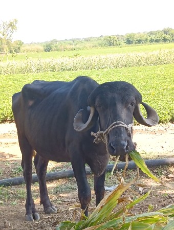 ખડેલી વેચવાની છે