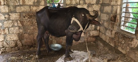 પેલી વેતર