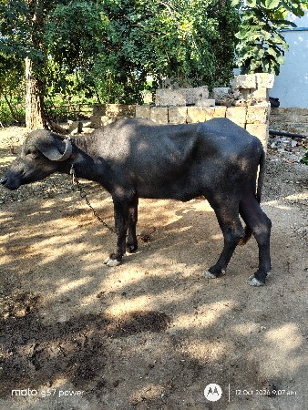 ખડેલી 3.6 વર્ષ ની 3વર્ષ 6મહિનાની