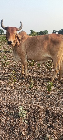gay pchr Desi soji