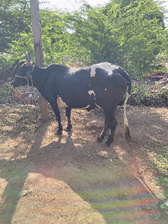 તન ગાયવેશવાની તનેય ગાભણહે