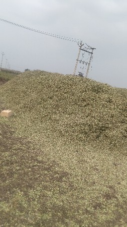 માંડવીનો પાલો વેચવાનો છે