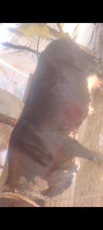વેસવાનીસે
