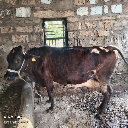 ગીર ક્રોસ ગાય વેચવાની છે