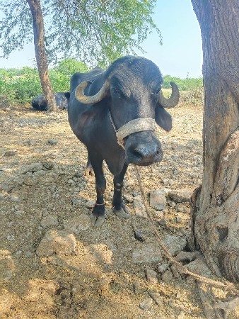 ભેંસ વેચવાની છે