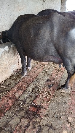 ભેંસ વેચવાની છે