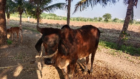ગાય વેચવાની છે