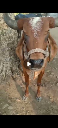 તો
ત્રીજું વેત્તર વ્યાસે