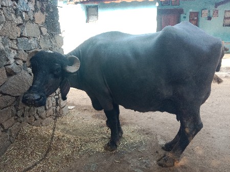 બીજુ વેતર સે
