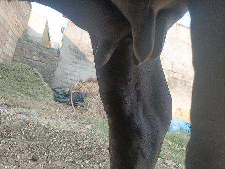 ૧ વેતર ભેંસ