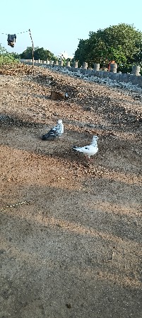 પોરબંદર જિલ્લો