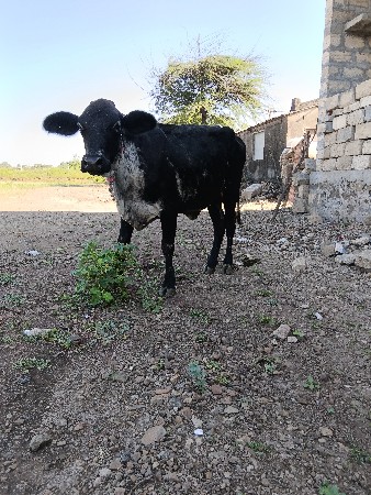 ગાય વેચવાની છે