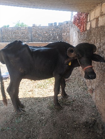 ખડેલી વેચવાની છે