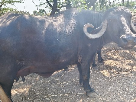 ભેંસ વેચવાની છે