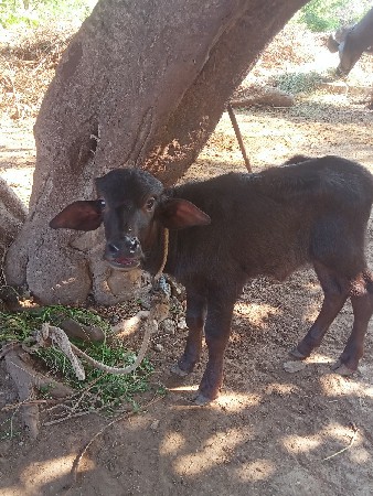2 ભેંસ વેચવાની છે