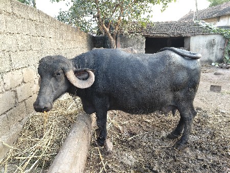 ભેંસ વેચવાની છે