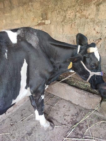 H F  જર્સી ગાય વેચવાની છે