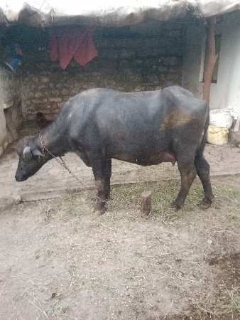 વૅશવાની