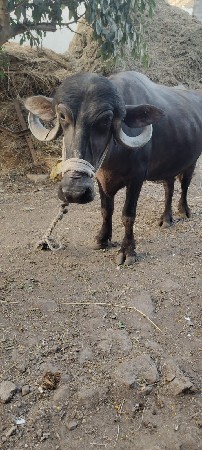 ભેશ વેચવાણી છે