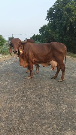 ગીર ગાય વેચવાની છે