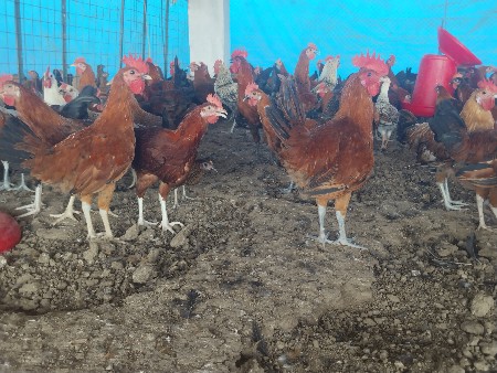દેશી કુકડા અને કૂકડી વેચવાના છે