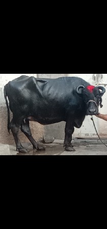 ભેંસ વેચવાનું છે 1 છે