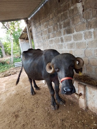 10/12/દિવસ ની કાચી છે
