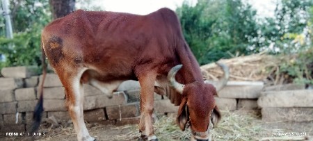 બીજી વાવણી
