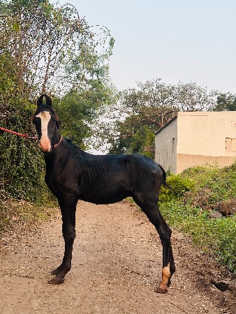 વછેરો