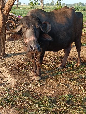 ભેંસ  વેચવાની  છે