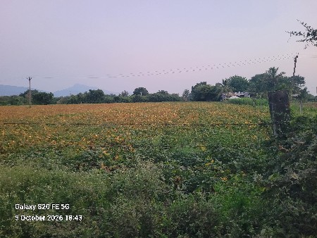 ચાડા ચાર વિઘા ખેતર વેચવાનુ છે