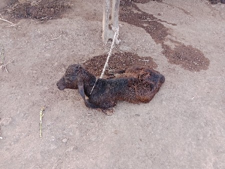 દોઢ મહિના ની વીયાણેલ છે