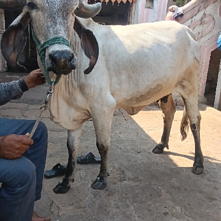 ગાય વેચવાની છે