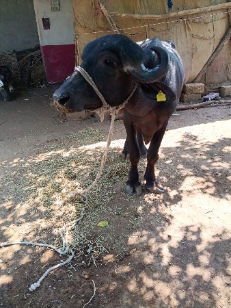 ખળેલી વેચવાની છે