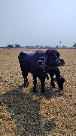 પાડો વેચવા નો છે