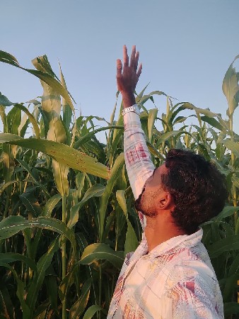 જુવાર નું લીલું વેંચવા નુ છે