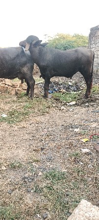આ પાડો છે