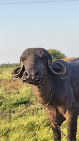 પેલું વેતર ખડેલુ વેચવાનું છે