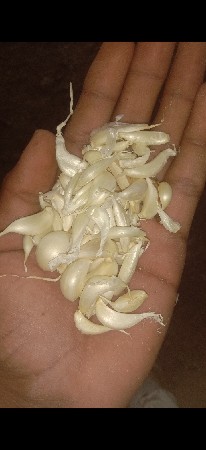 લસણ કરીયુ વેચવાનું છે
