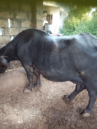 ભેસ વેસવાની સે