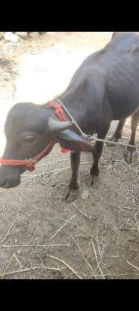 પાડી વેલાતી પુણાબેવરષની