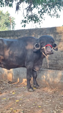 પેલા વેતરી ખડાલી વેચવાની છે