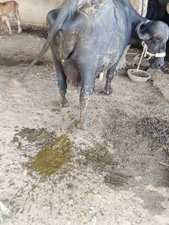 ભેસ વેશવાની છે